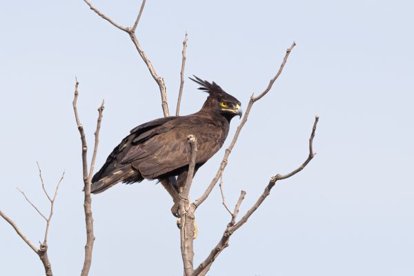 Long-crested Eagle