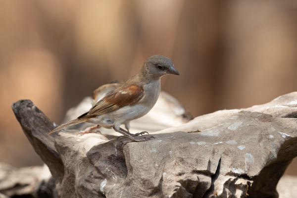 Grey-headed Sparrow