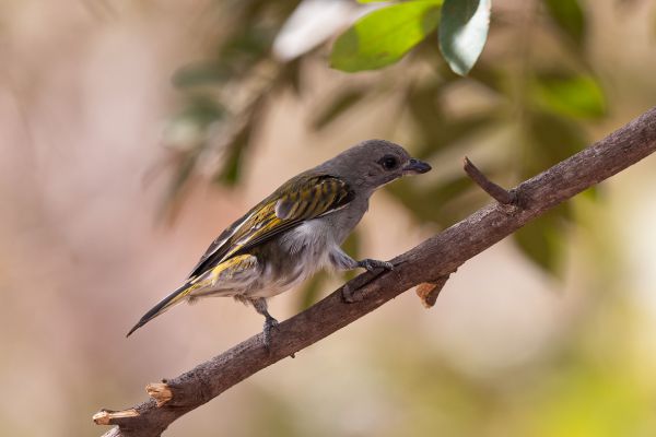 Lesser Honeyguide