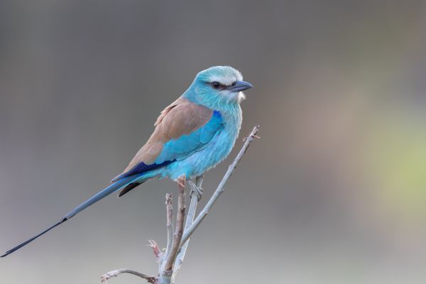 Abyssinian Roller