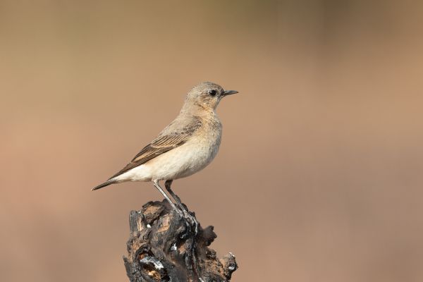 Northern Wheatear