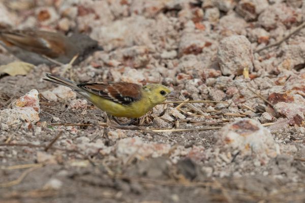 Sudan Golden-Sparrow