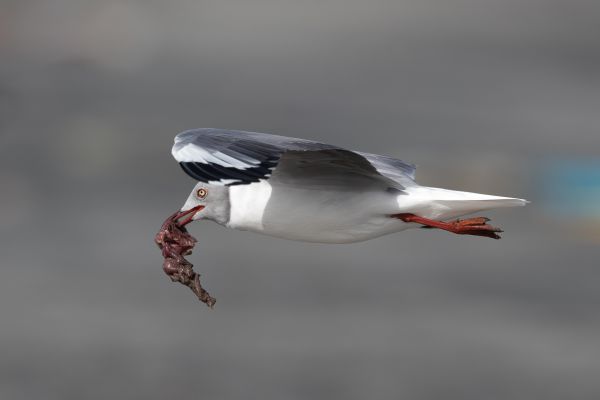 Grey-headed Gull