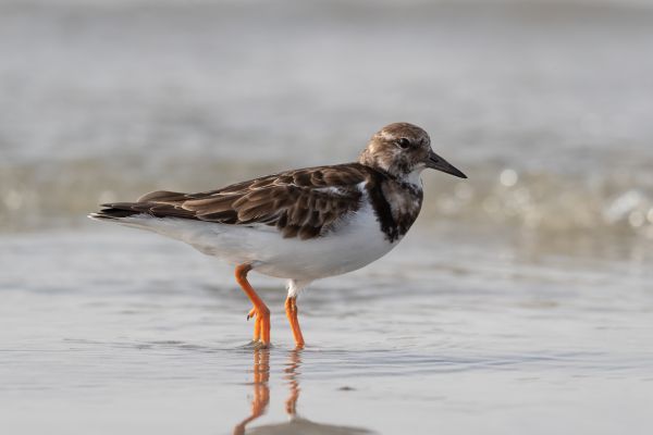  Ruddy Turnstone