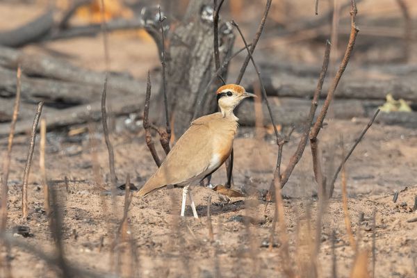 Temminck's Courser