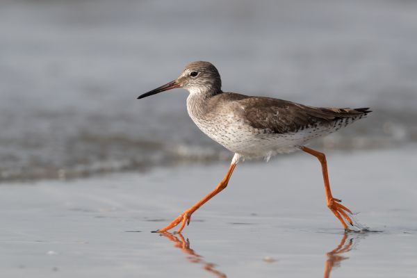 Common Redshank