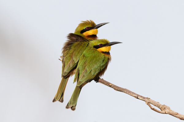 Little Bee-eater