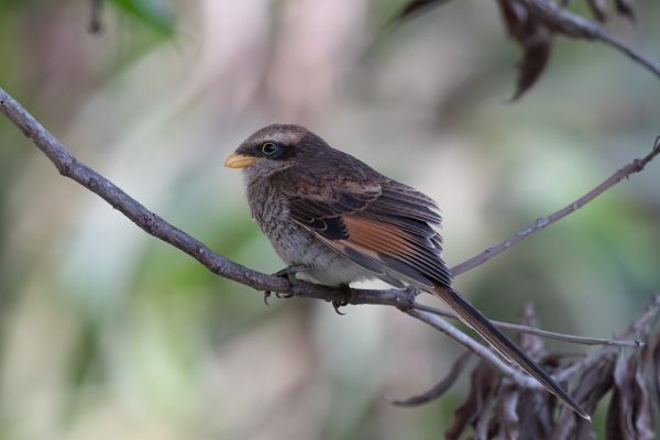Yellow-billed Shrike
