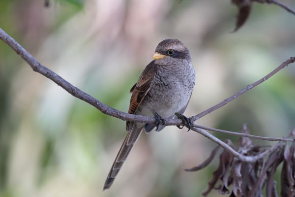Yellow-billed Shrike