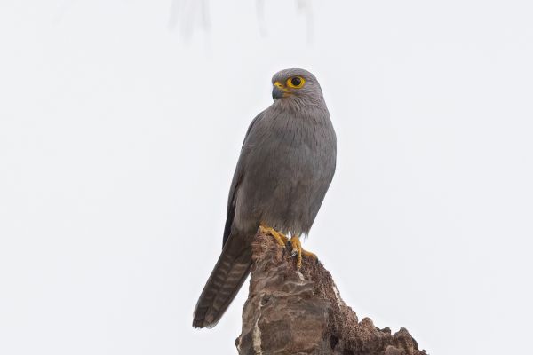 Grey Kestrel
