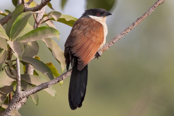  Senegal Coucal