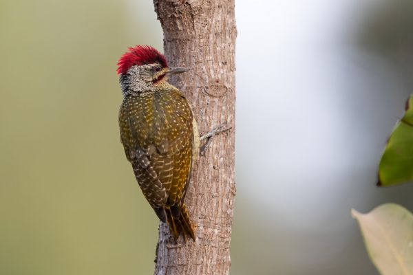 Fine-spotted Woodpecker