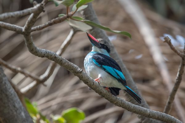 Blue-breasted Kingfisher