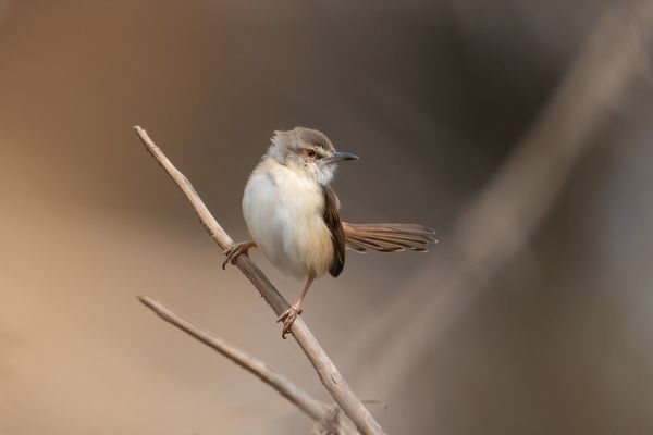 Singing Cisticola