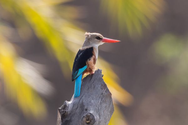 Grey-headed Kingfisher