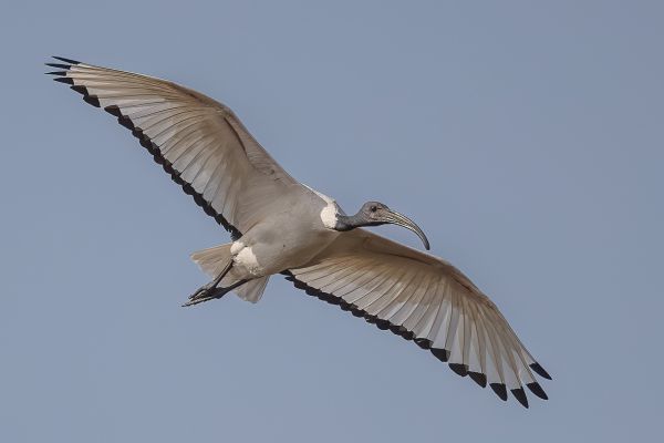 Sacred Ibis