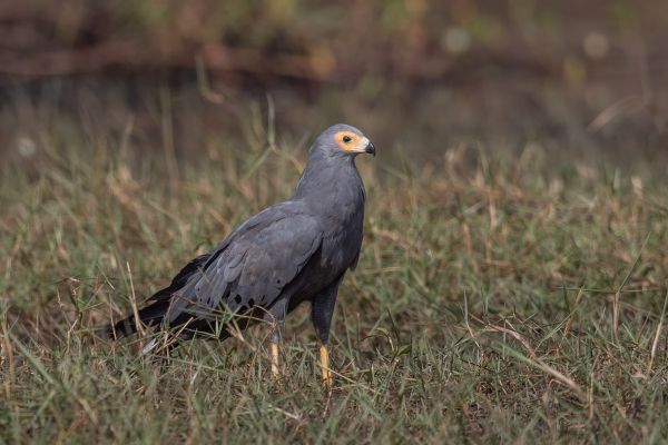 African Harrier-Hawk