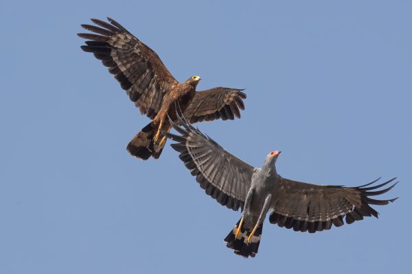 African Harrier-Hawk