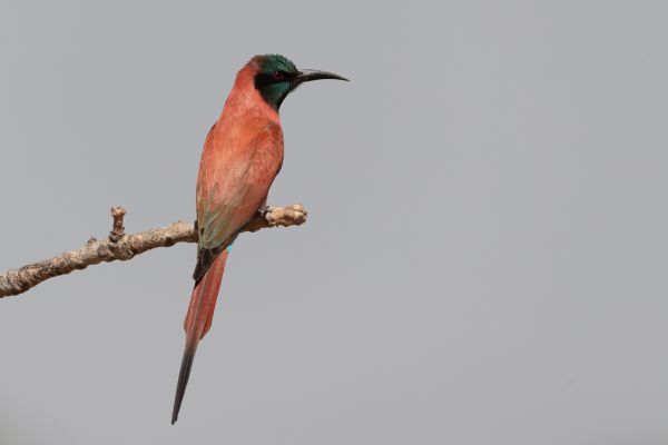 Northern Carmine Bee-eater
