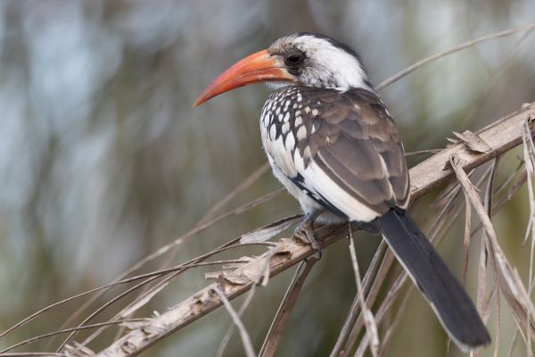 Northern Red-billed Hornbill