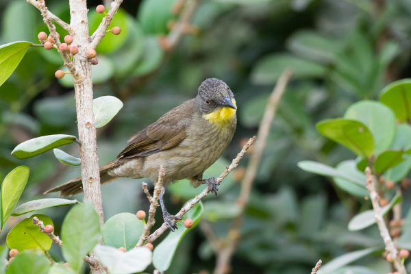 Yellow-throated Greenbul