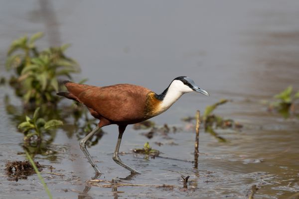 African Jacana