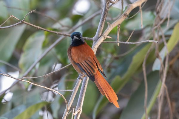 Black-headed Paradise-Flycatcher