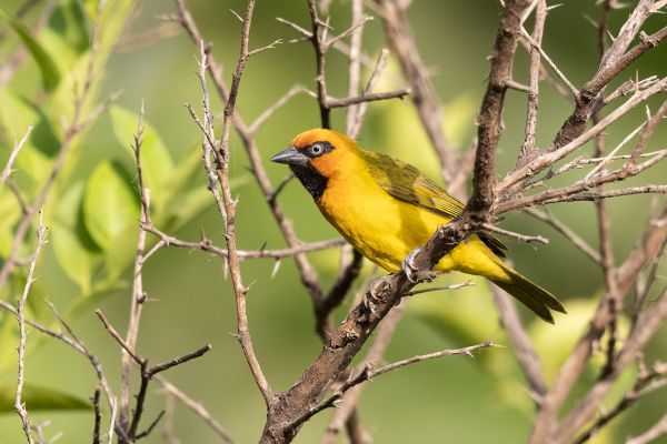 Spectacled Weaver 