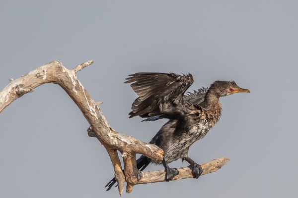 Long-tailed Cormorant