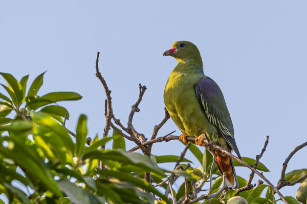 African Green-Pigeon
