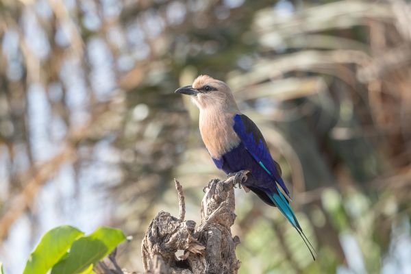 Blue-bellied Roller