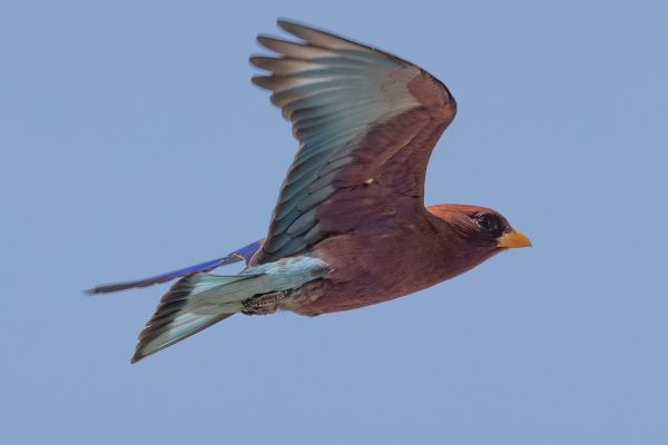 Broad-billed Roller