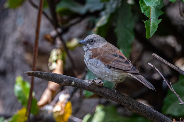 Grey-headed Sparrow