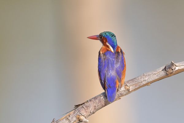 Malachite Kingfisher