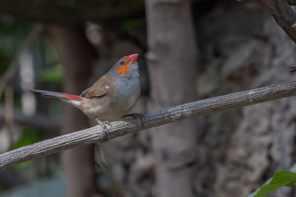 Orange-cheeked Waxbill