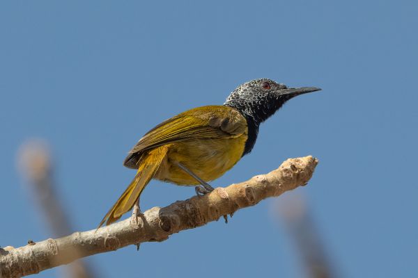 Oriole Warbler