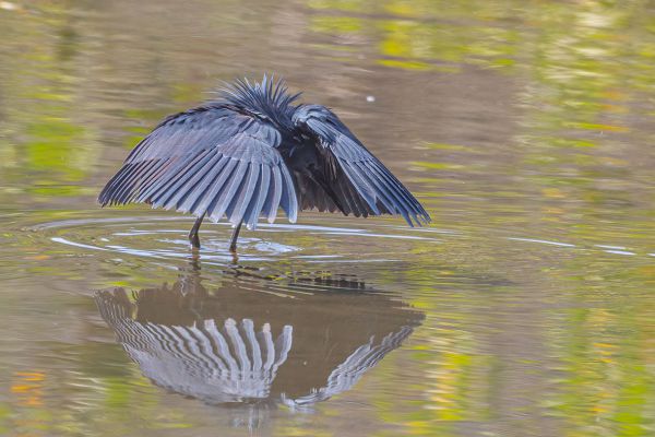 Black Heron