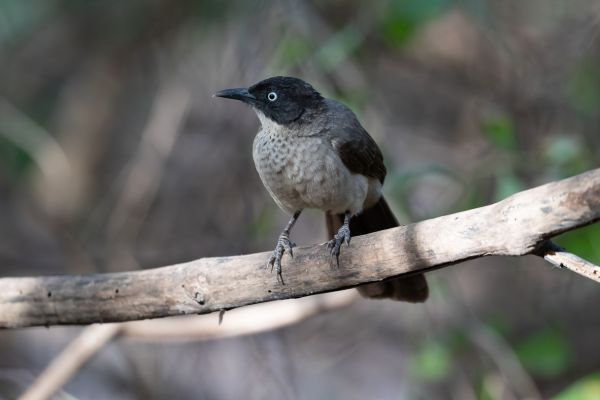 Dark-fronted Babbler