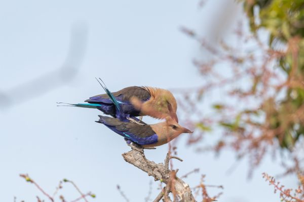 Blue-bellied Roller