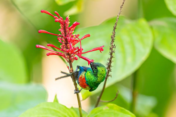 Beautiful Sunbird