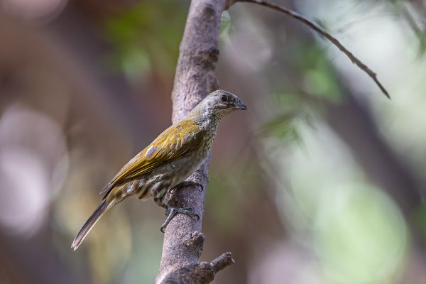 Spotted Honeyguide