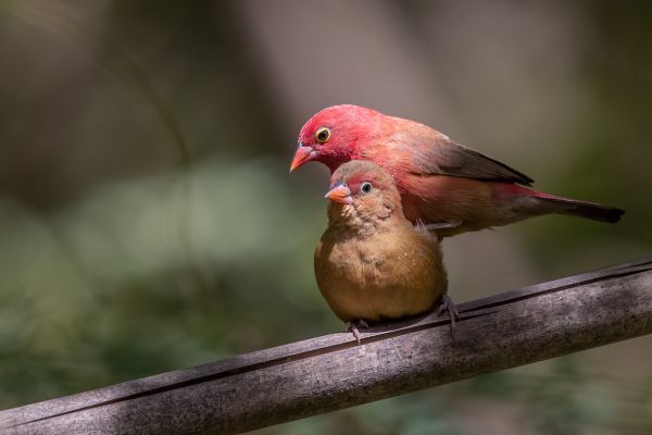 Red-billed Firefinch