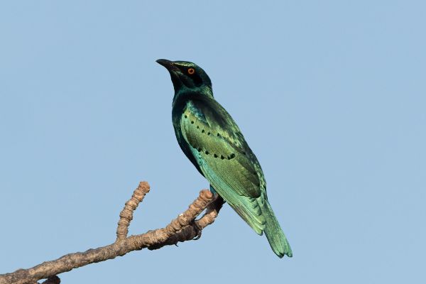 Southern Blue-eared Glossy-Starling