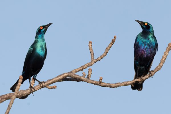 Southern Blue-eared Glossy-Starling