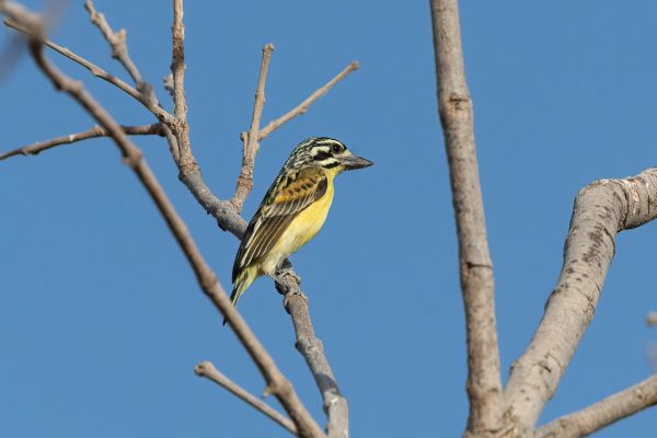 Yellow-fronted Tinkerbird