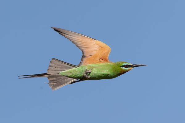 Blue-cheeked Bee-eater