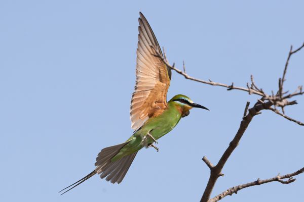 Blue-cheeked Bee-eater