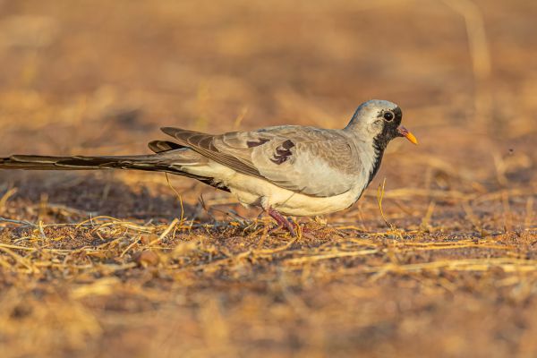 Namaqua Dove