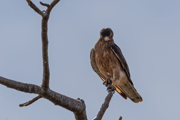 Grasshopper Buzzard