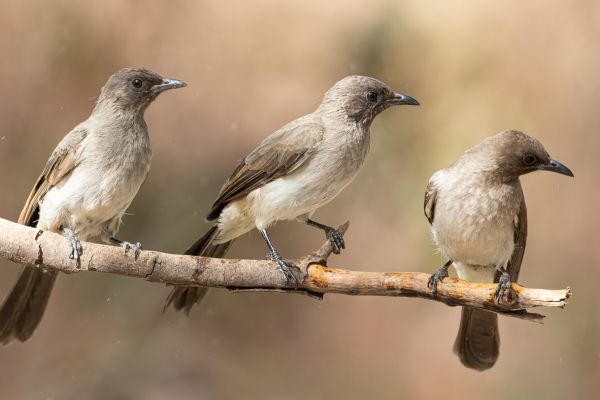 Garden Bulbul